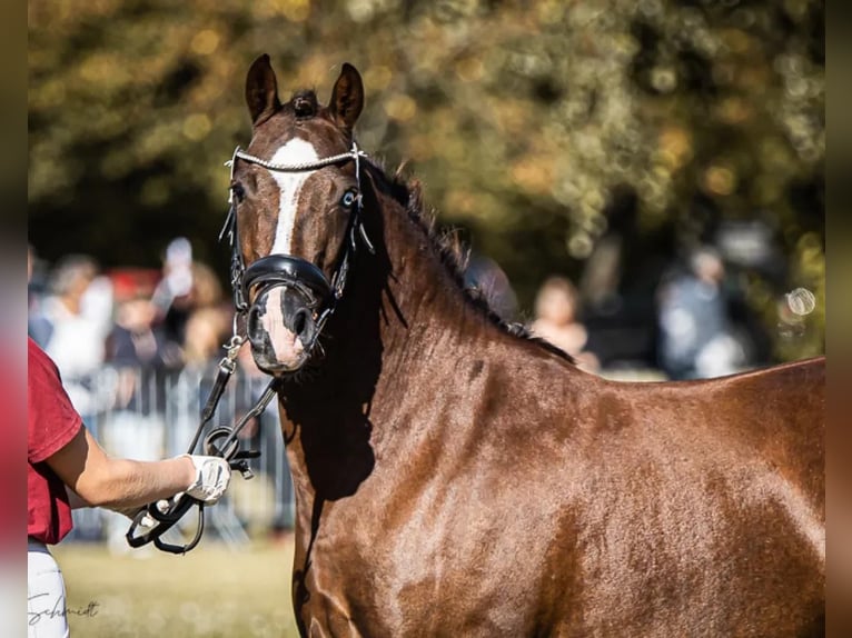 Poney de selle allemand Jument 6 Ans 144 cm Alezan brûlé in Treuenbrietzen