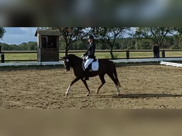 Poney de selle allemand Jument 6 Ans 144 cm Alezan brûlé in Treuenbrietzen