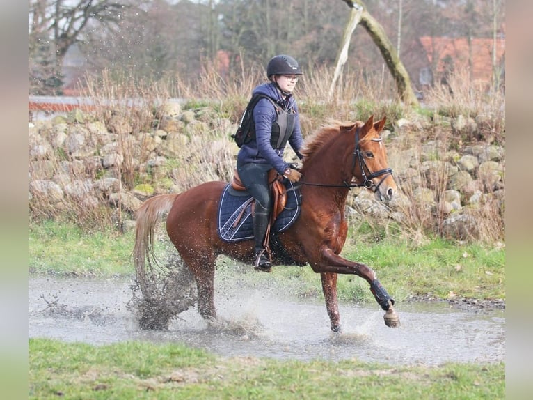 Poney de selle allemand Jument 6 Ans 144 cm Alezan in Stuhr