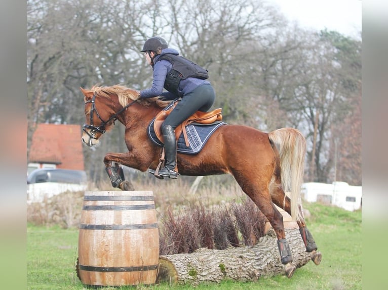 Poney de selle allemand Jument 6 Ans 144 cm Alezan in Stuhr