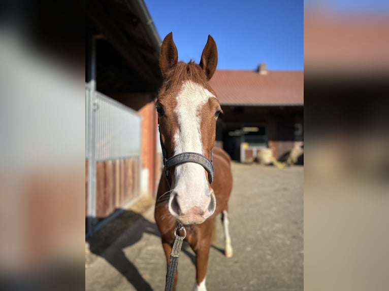 Poney de selle allemand Jument 6 Ans 144 cm Alezan in Emmerthal