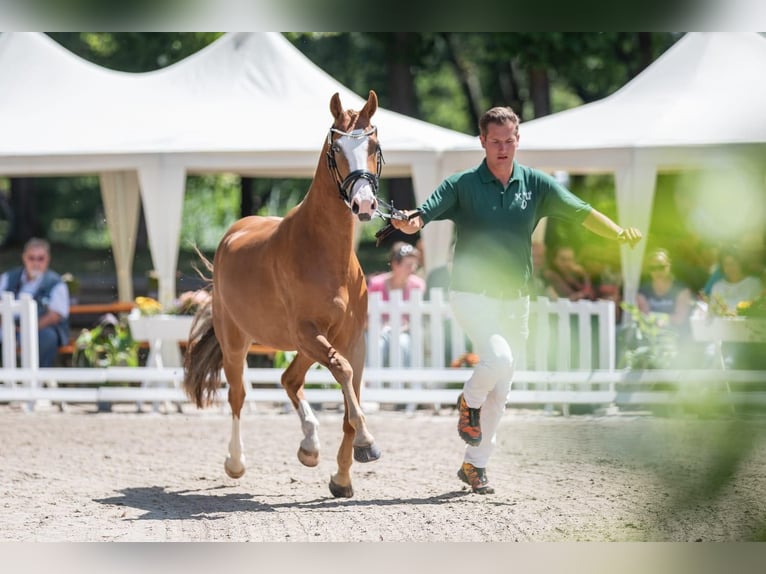 Poney de selle allemand Jument 6 Ans 144 cm Alezan in Neuss