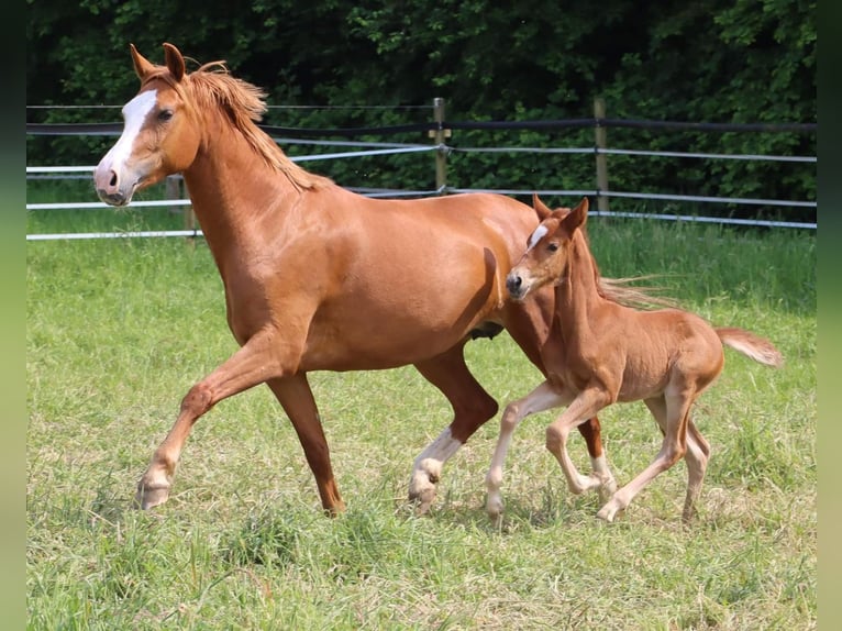 Poney de selle allemand Jument 6 Ans 144 cm Alezan in Neuss