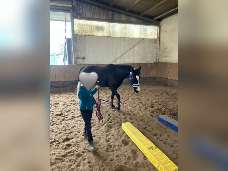 Poney de selle allemand Jument 6 Ans 144 cm Bai brun in Freiburg im Breisgau