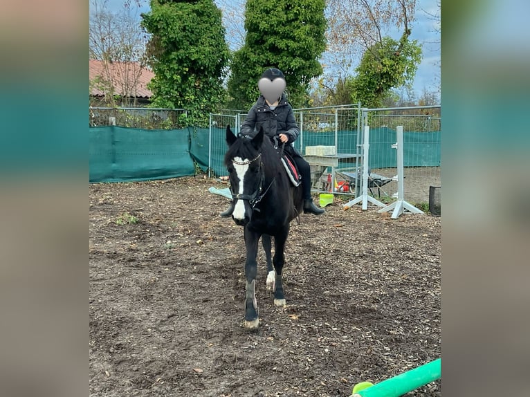 Poney de selle allemand Jument 6 Ans 144 cm Bai brun in Freiburg im Breisgau
