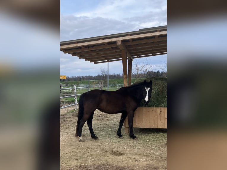 Poney de selle allemand Jument 6 Ans 144 cm Bai brun in Freiburg im Breisgau