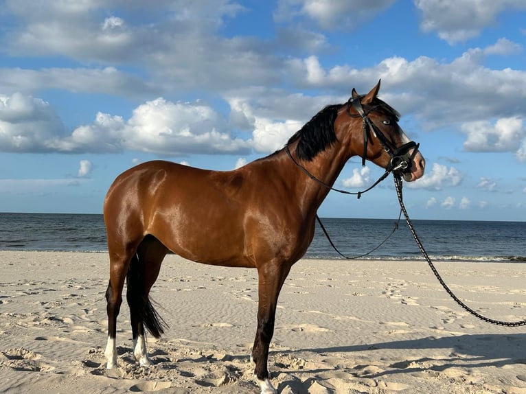 Poney de selle allemand Jument 6 Ans 144 cm Bai brun in Panketal