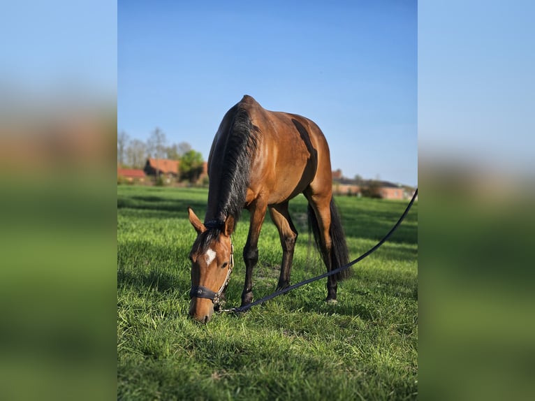 Poney de selle allemand Jument 6 Ans 144 cm Bai in Nottuln Poney de selle allemand Jument 6 Ans 144 cm Bai in Nottuln