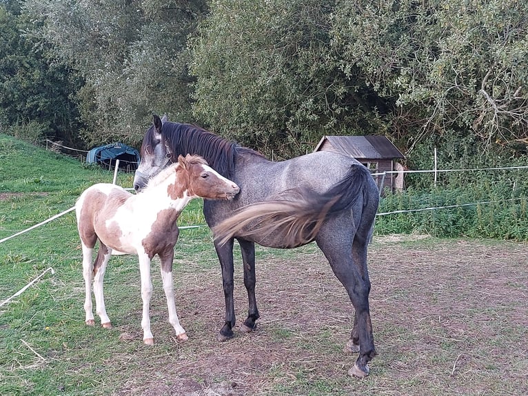 Poney de selle allemand Croisé Jument 6 Ans 144 cm Gris in Jürgenshagen