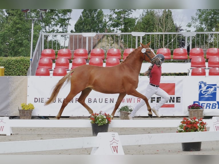Poney de selle allemand Jument 6 Ans 145 cm Alezan in Eberdingen