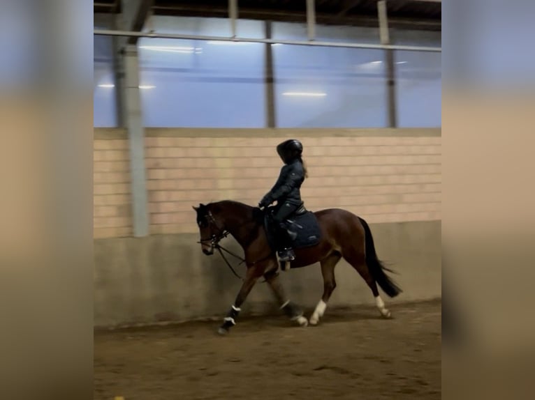 Poney de selle allemand Jument 6 Ans 145 cm Bai in EggermühlenEggermühlen