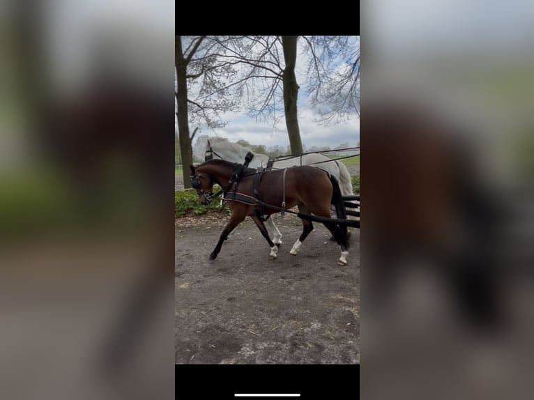 Poney de selle allemand Jument 6 Ans 145 cm Bai in EggermühlenEggermühlen