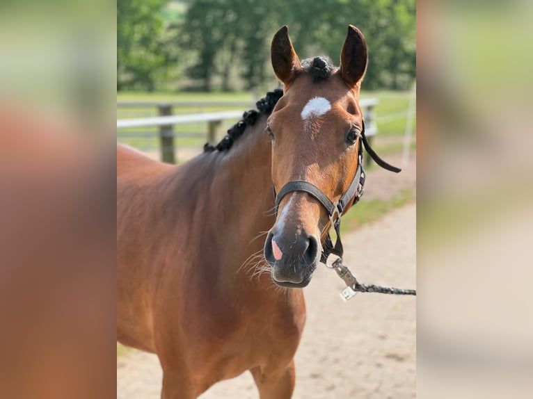 Poney de selle allemand Jument 6 Ans 145 cm Bai in EggermühlenEggermühlen
