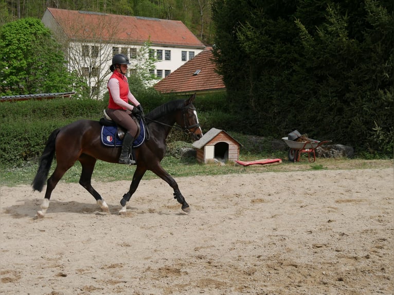 Poney de selle allemand Jument 6 Ans 145 cm Bai brun foncé in Sinzing