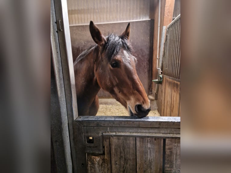 Poney de selle allemand Jument 6 Ans 145 cm Bai in Fuchstal