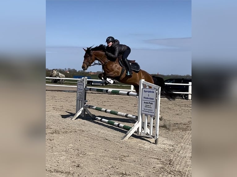 Poney de selle allemand Jument 6 Ans 145 cm Bai in Wentorf bei Hamburg