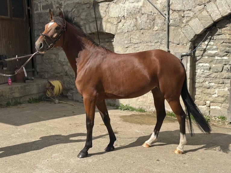 Poney de selle allemand Jument 6 Ans 145 cm Bai in Haan