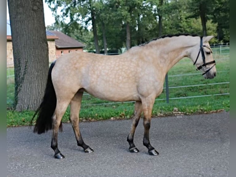 Poney de selle allemand Jument 6 Ans 145 cm Buckskin in Recke, bei Osnabr&#xFC;ck