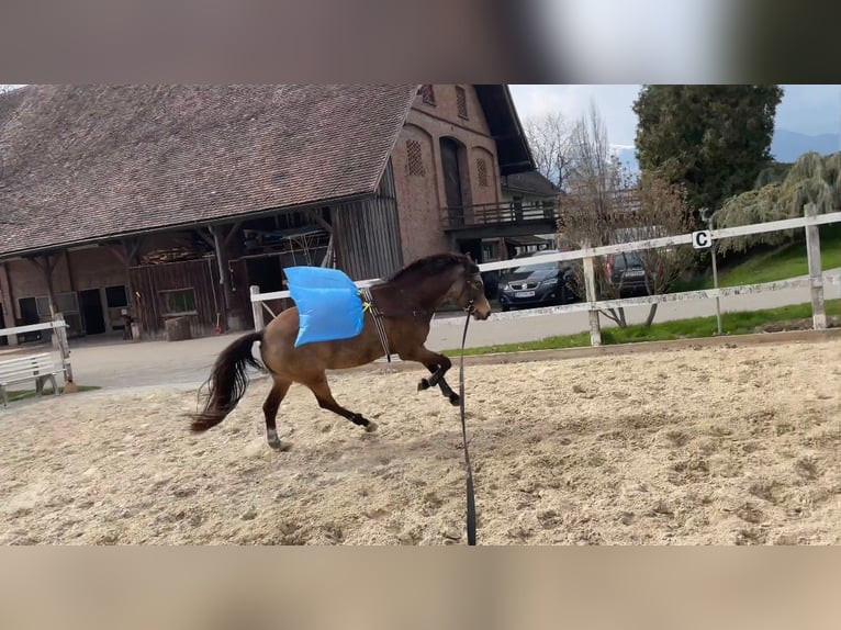Poney de selle allemand Jument 6 Ans 145 cm Isabelle in Feldkirch