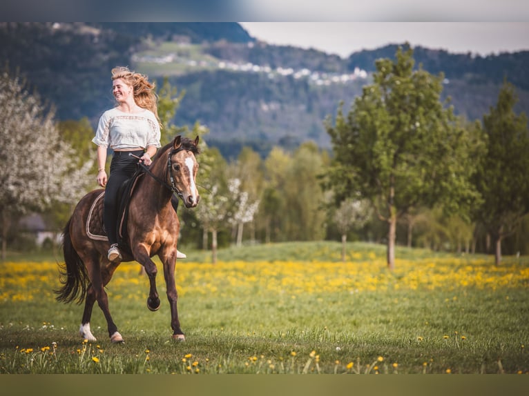Poney de selle allemand Jument 6 Ans 145 cm Isabelle in Feldkirch