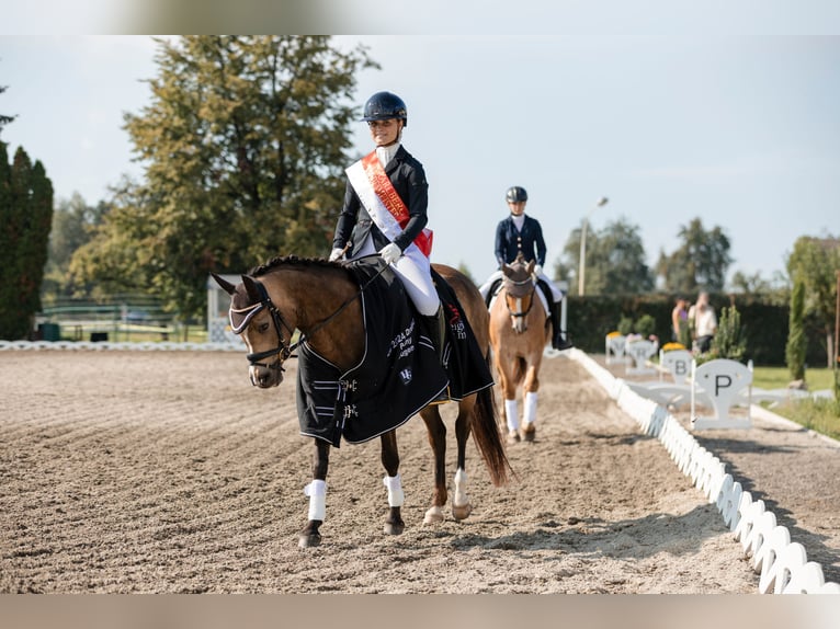 Poney de selle allemand Jument 6 Ans 145 cm Isabelle in Feldkirch