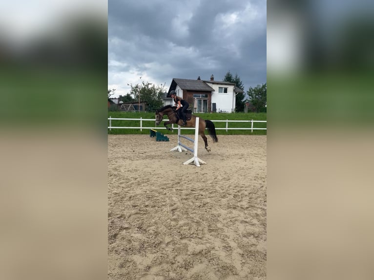 Poney de selle allemand Jument 6 Ans 145 cm Isabelle in Feldkirch
