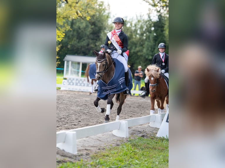 Poney de selle allemand Jument 6 Ans 145 cm Isabelle in Feldkirch