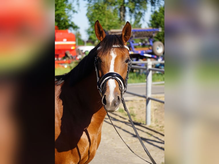 Poney de selle allemand Jument 6 Ans 146 cm Alezan brûlé in Mechtersen