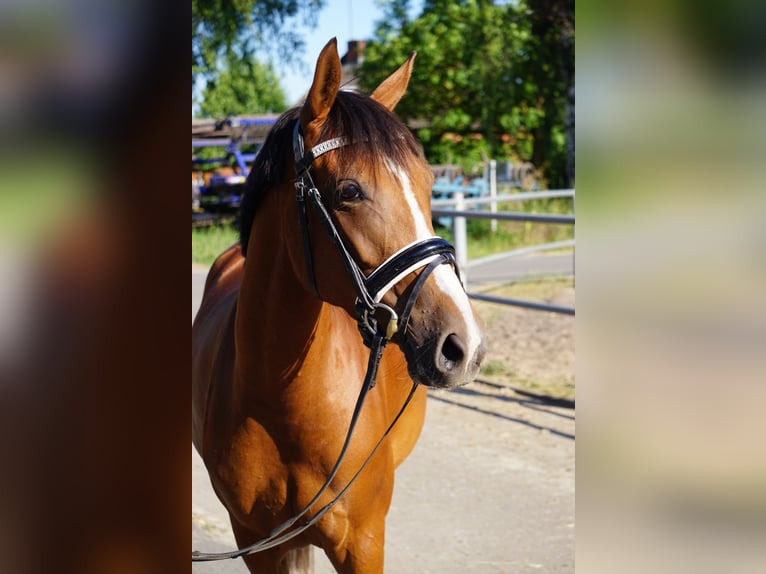 Poney de selle allemand Jument 6 Ans 146 cm Alezan brûlé in Mechtersen