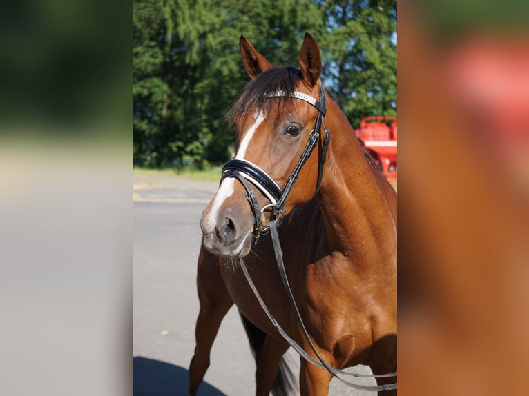 Poney de selle allemand Jument 6 Ans 146 cm Alezan brûlé in Mechtersen