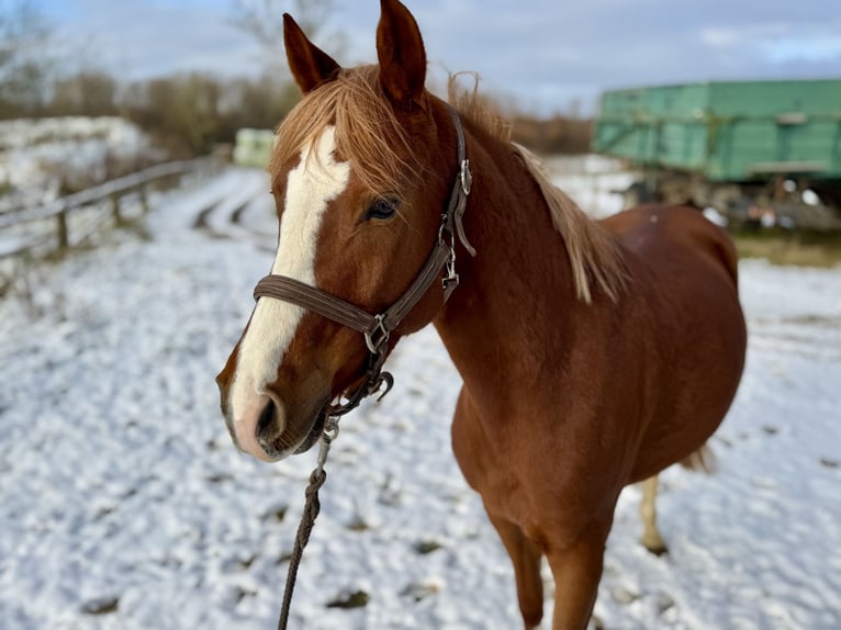 Poney de selle allemand Jument 6 Ans 146 cm Alezan in Grevenbroich
