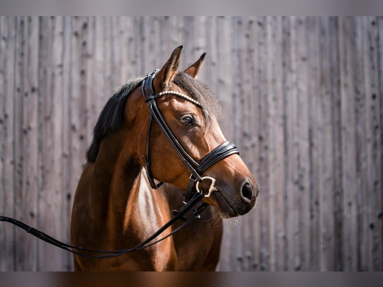 Poney de selle allemand Jument 6 Ans 146 cm Bai brun in Nordkirchen