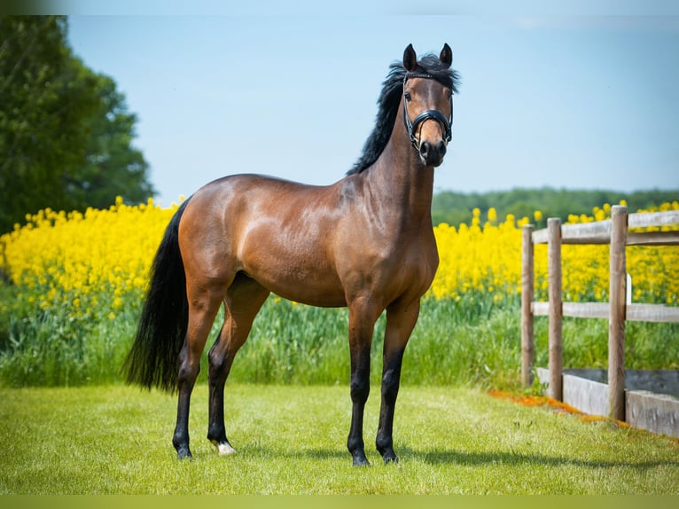 Poney de selle allemand Jument 6 Ans 146 cm Bai in Badbergen