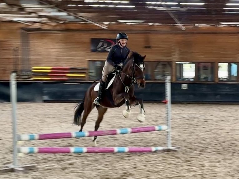 Poney de selle allemand Jument 6 Ans 146 cm Bai in Philippsthal