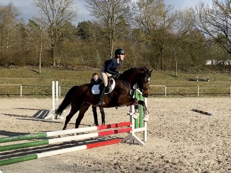 Poney de selle allemand Jument 6 Ans 146 cm Bai in Philippsthal