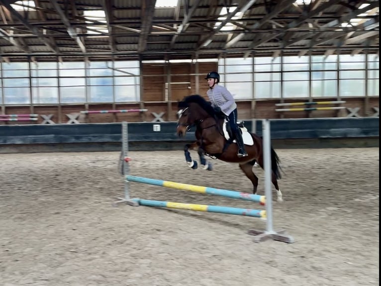 Poney de selle allemand Jument 6 Ans 146 cm Bai in Philippsthal