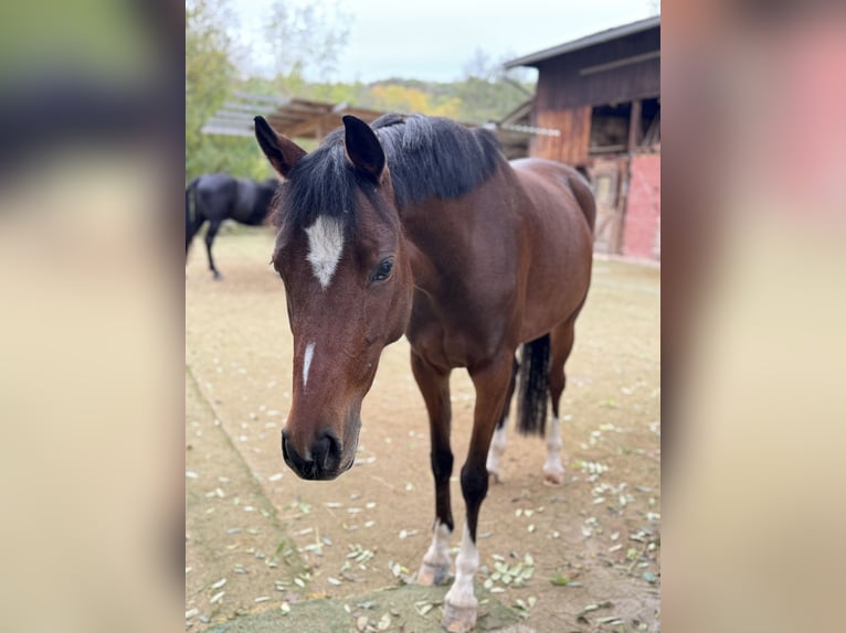 Poney de selle allemand Jument 6 Ans 146 cm Bai in Philippsthal