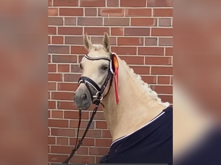 Poney de selle allemand Jument 6 Ans 146 cm Palomino in Achim