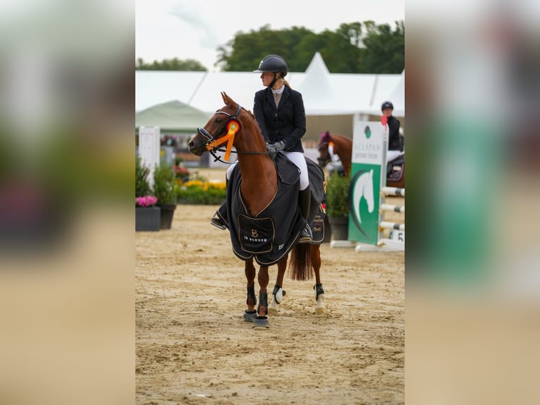 Poney de selle allemand Jument 6 Ans 147 cm Alezan brûlé in Marsberg