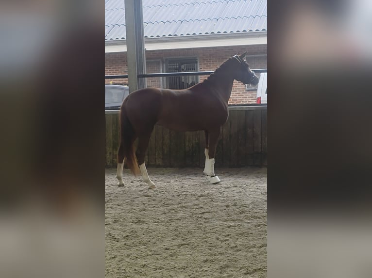 Poney de selle allemand Jument 6 Ans 147 cm Alezan in Lommel