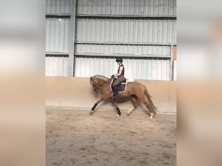 Poney de selle allemand Jument 6 Ans 147 cm Alezan in Wegberg