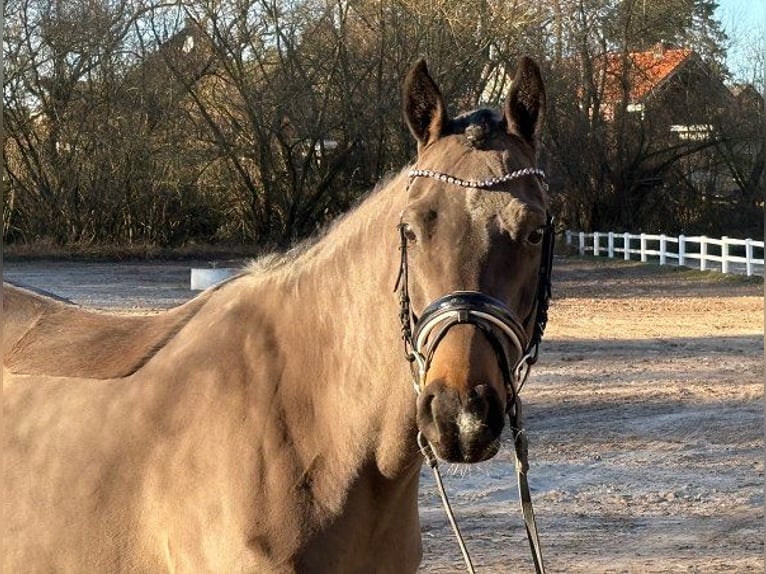 Poney de selle allemand Jument 6 Ans 147 cm Bai brun in Verden (Aller)