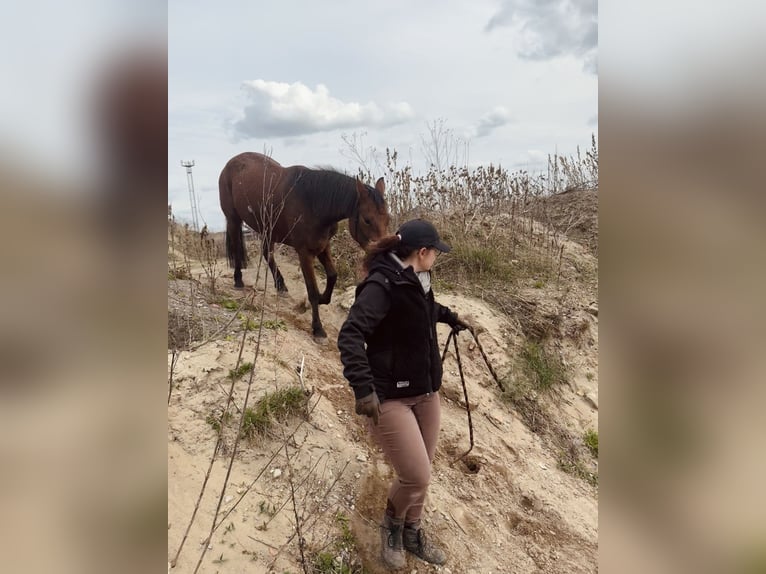 Poney de selle allemand Jument 6 Ans 147 cm Bai in Etingen