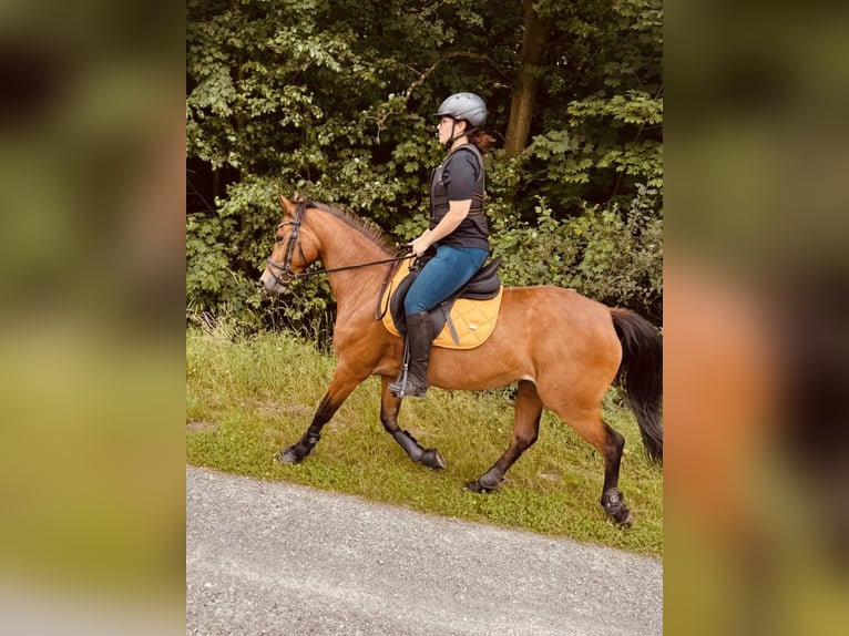 Poney de selle allemand Jument 6 Ans 147 cm Bai in Etingen