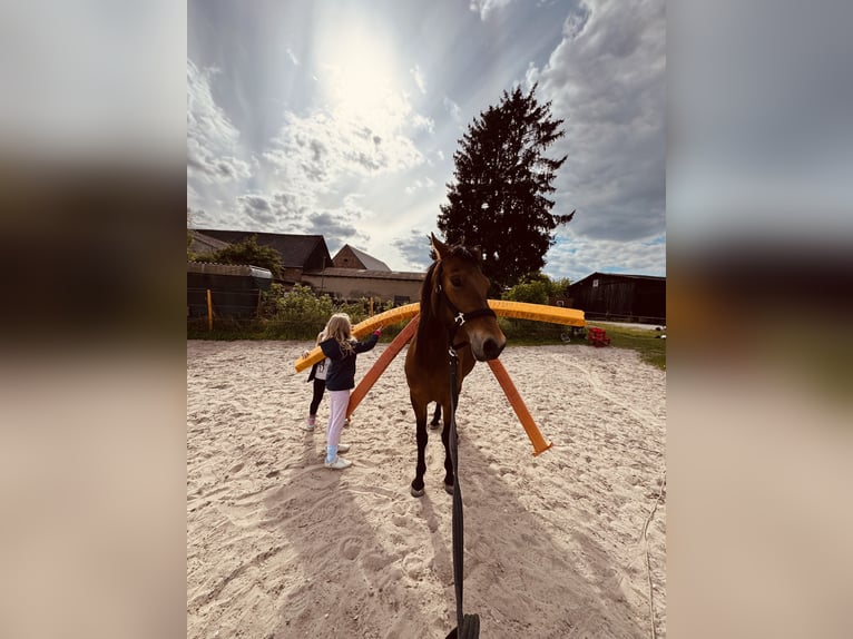 Poney de selle allemand Jument 6 Ans 147 cm Bai in Etingen
