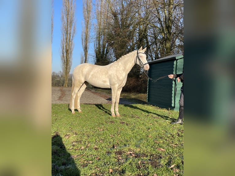 Poney de selle allemand Jument 6 Ans 147 cm Cremello in Leverkusen