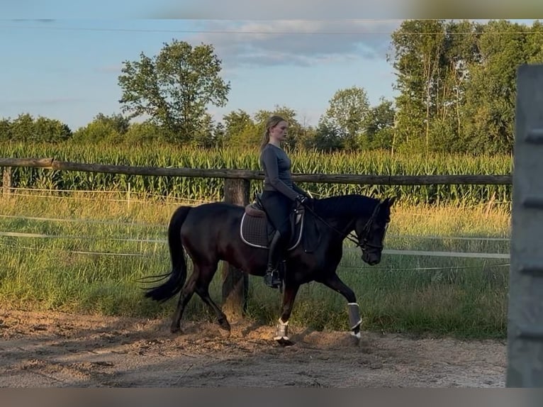 Poney de selle allemand Jument 6 Ans 147 cm Noir in Beelen
