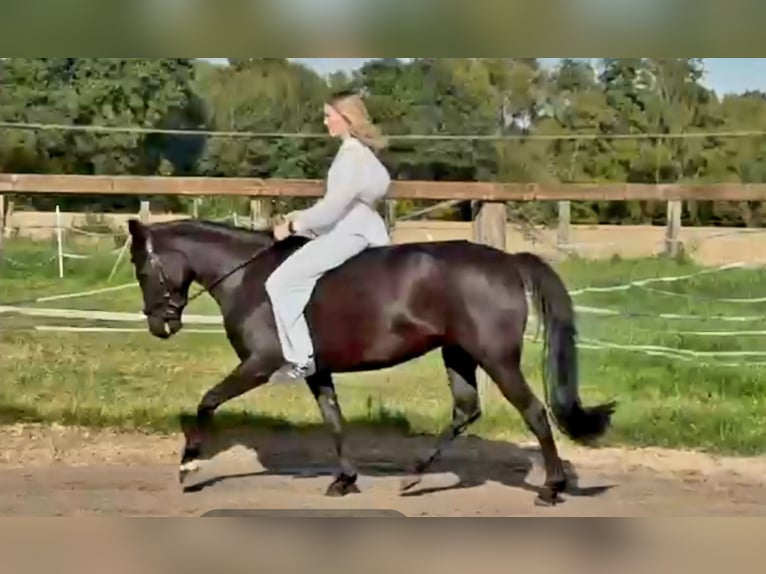Poney de selle allemand Jument 6 Ans 147 cm Noir in Beelen