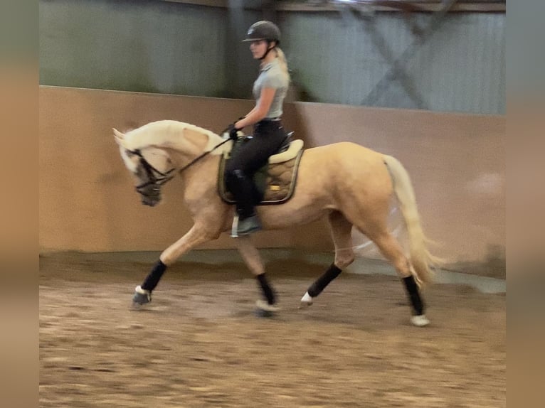 Poney de selle allemand Jument 6 Ans 147 cm Palomino in Achim