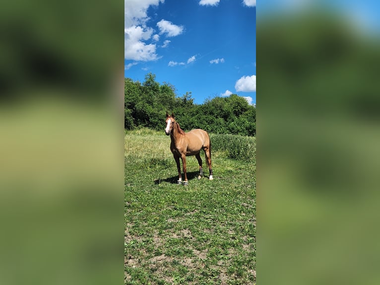 Poney de selle allemand Jument 6 Ans 148 cm Alezan dun in Kusterdingen
